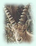 picture: head of an ibex